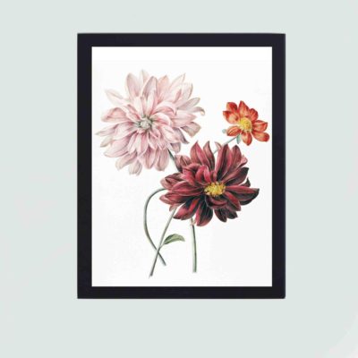 Admire the stunning beauty of dahlias in this vintage art print by Willem Hekking,displayed on the wall