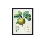 This Rambour d'été apple tree print by Duhamel du Monceau,mounted on the wall with black frame