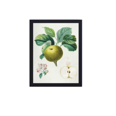 This Rambour d'été apple tree print by Duhamel du Monceau,mounted on the wall with black frame