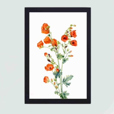 Scarlet Globe Mallow into your home with this stunning vintage art print by Mary Vaux Walcott,displayed on the wall