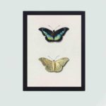 Butterfly art print: Top and bottom views by van Os.hung on the wall