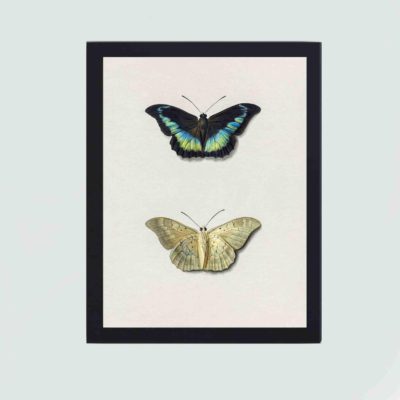 Butterfly art print: Top and bottom views by van Os.hung on the wall