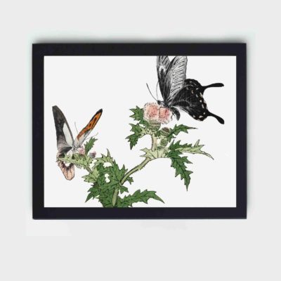 this stunning vintage art print of a butterfly and flower by Morimoto Toko,placed on the wall