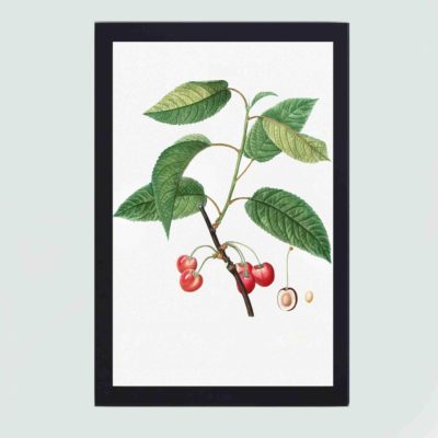 Add the delicate beauty of cherry blossoms in this vintage botanical art print by Pierre-Joseph Redouté,framed and placed on the wall