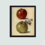 Savor the beauty of Gascoigne's Seedling and Sandringham apples in this vintage art print,mounted on the wall