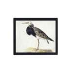 vintage art print of a Standing Ruff by Gerardus van Veen. This stunning reproduction captures the bird's beauty in exquisite detail,displayed on a grey wall