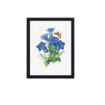 The Gentiana Acaulis through Redouté's masterful artwork,displayed on the wall with black frame