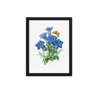 The Gentiana Acaulis through Redouté's masterful artwork,displayed on the wall with black frame