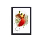 Stunning Loddigesia Mirabilis art print,mounted on the wall