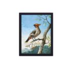 Our vintage Bird Study art print by George Edwards,hung on a white background wall