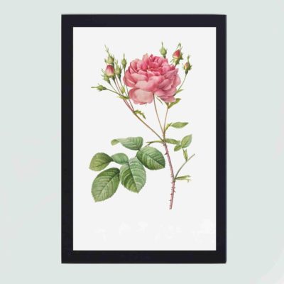 Beauty of Rosa Centifolia Anglica Rubra in this vintage botanical art print by the Redouté brothers,mounted on the wall