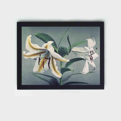 Enhance your decor with this stunning vintage art print of a lily by Kazumasa Ogawa,displayed on the wall