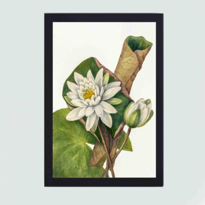 American Waterlily in this vintage art print by Mary Vaux Walcott,framed and placed on the wall