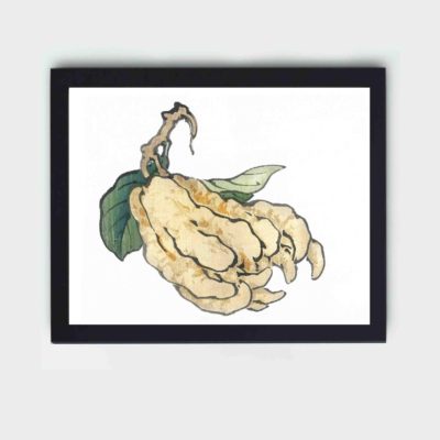 the symbolic beauty of an Etrog in this vintage art print by Kono Bairei,placed on the wall