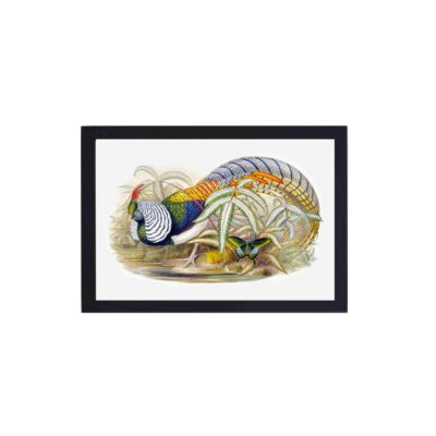 stunning Thaumalea Amherstiae art print. Created by renowned artists John Gould and Henry Constantine Richter,framed and placed on the wall