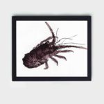 the intricate beauty of a Crayfish in this vintage art print by Kono Bairei,placed on the wall