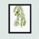 This vintage art print of the California Nutmeg by Mary Vaux Walcott,mounted on the wall