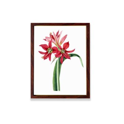 Enchanting beauty of the Amaryllis aulica in this vintage art print,mounted on the wall