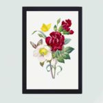 Beauty of Hellebore and Oeillet in this vintage art print by Pierre-Joseph Redouté,hung on the wall with black frame