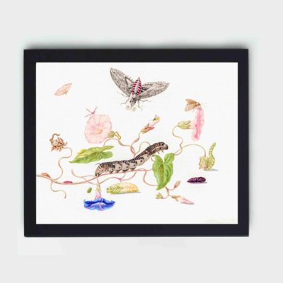 vintage art print showcasing the metamorphosis of the Convolvulus Hawk Moth,displayed on the wall