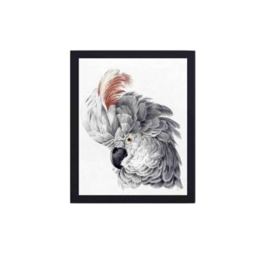 This vintage art print of a Cockatoo Head. Masterfully painted by Aert Schouman between 1725 and 1792,framed and placed on the wall