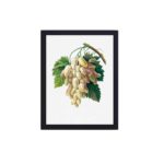 This stunning White Grape print by Pierre-Joseph Redouté,mounted on the wall with black frame