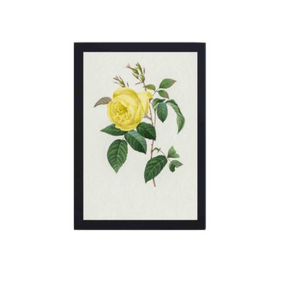 Beauty of a Yellow Rose by Pierre-Joseph Redouté,hung on a white background wall with black frame