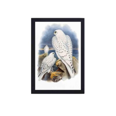 Our stunning Greenland Falcon art print by John Gould,mounted on the wall