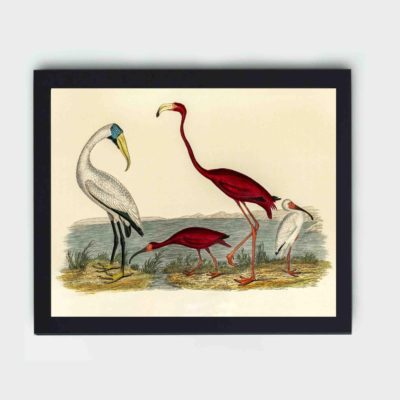 A stunning piece from Alexander Wilson's "American Nature Literature and Illustration",framed and placed on the wall