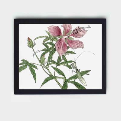 Vintage art 'Flower Illustration from Churui Gafu (1910)' by Morimoto Toko, featuring Japanese painting style with framed in an elegant black frame. White background.