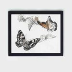 this stunning vintage art print of butterflies by Morimoto Toko,framed and placed on the wall