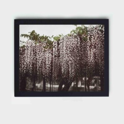 This stunning vintage art print of Wistaria Chinensis by Kazumasa Ogawa,placed on the wall