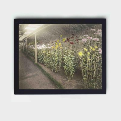 Enhance your decor with this stunning vintage art print of a lily by Kazumasa Ogawa,mounted on thr wall