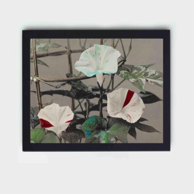 This stunning vintage art print of a morning glory by Kazumasa Ogawa,displayed on a wall