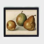 Savor the beauty of this vintage pear illustration from "The Fruit Grower's Guide"mounted on the wall