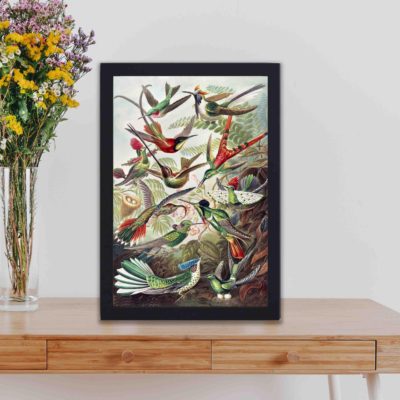 Captivating hummingbird art print by Ernst Haeckel. Vintage "Kunstformen der Natur" illustration,kept on a table