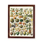 Vintage Fruit & Veg Art Print. Immerse in history with vibrant botanical illustration from 1898 Nouveau Larousse. mounted on the wall