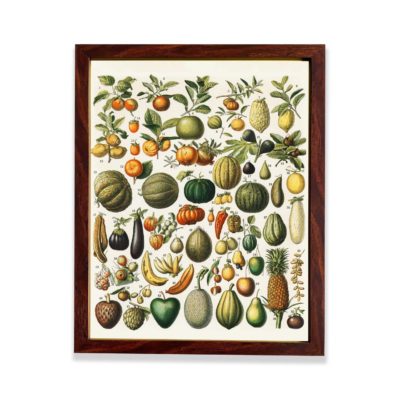 Vintage Fruit & Veg Art Print. Immerse in history with vibrant botanical illustration from 1898 Nouveau Larousse. mounted on the wall