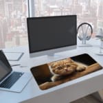 A cute light brown kitten resting on a wooden surface, with wide eyes and a dark background. A computer and laptop are next to the desk pad